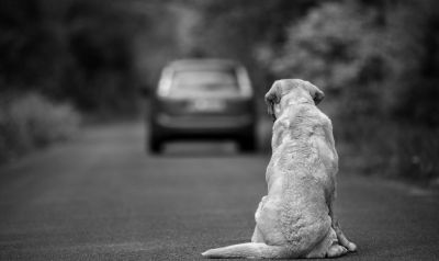 cane abbandonato