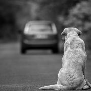 cane abbandonato