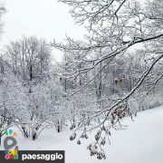 Alberi con la neve