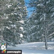 Bosco innevato