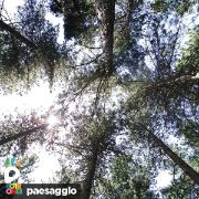 Dettaglio alberi dal basso