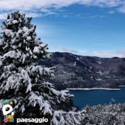 Dettaglio albero innevato con vista sul lago