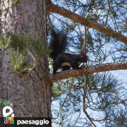 Dettaglio scoiattolo sul ramo