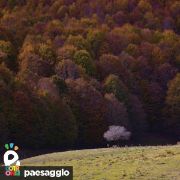 Gli alberi in autunno